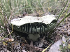 Amanita austroviridis