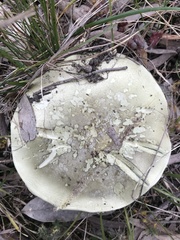 Amanita austroviridis