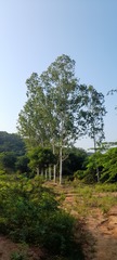 Eucalyptus tereticornis