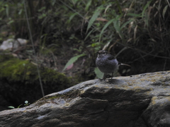 Phoenicurus fuliginosus