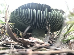 Amanita austroviridis