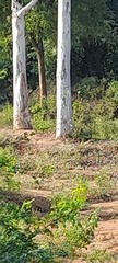 Eucalyptus tereticornis