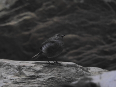 Phoenicurus fuliginosus