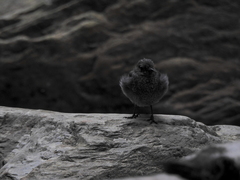 Phoenicurus fuliginosus