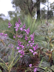 Comesperma ericinum