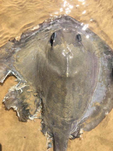 Broad Cowtail Stingray, Weipa, QLD, AU, photo 8 of 10