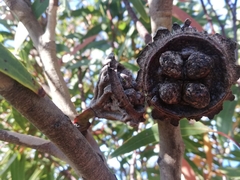 Eucalyptus coronata