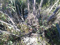 Eucalyptus coronata
