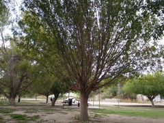 Fraxinus berlandieriana