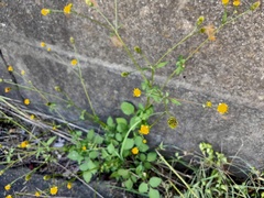 Bidens