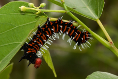 Lophonotidia melanoleuca