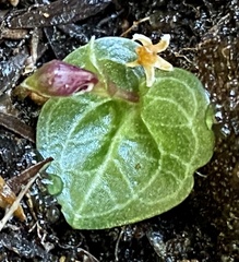 Corybas abditus