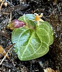 Corybas abditus