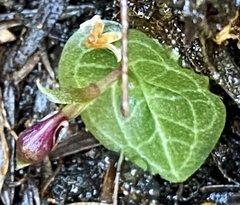 Corybas abditus