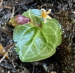 Corybas abditus