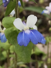 Collinsia verna
