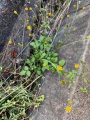 Bidens