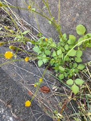 Bidens