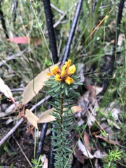 Pultenaea aristata