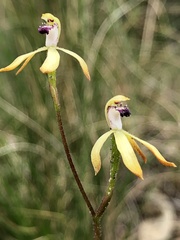 Caladenia testacea