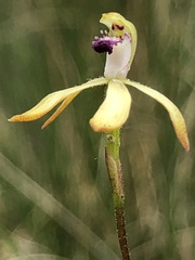Caladenia testacea