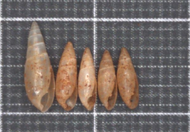 Calaxis hierosolymarum