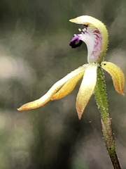 Caladenia testacea