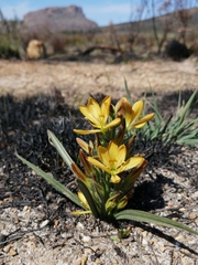 Wachendorfia multiflora