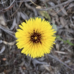 Reichardia
