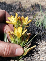 Wachendorfia multiflora