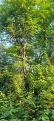 Azadirachta indica