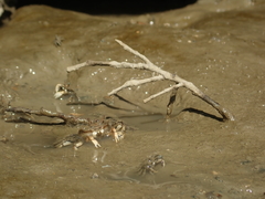 Macrophthalmus