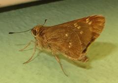 Torbenlarsenia gemella