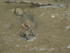 Macrophthalmus