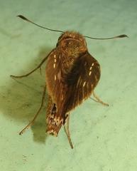 Torbenlarsenia gemella