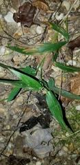 Dichanthelium boscii