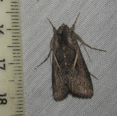 Vittaplusia vittata
