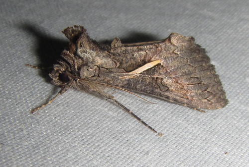 Streaked Plusia