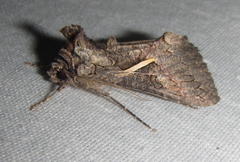 Vittaplusia vittata