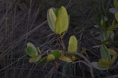 Garcinia amplexicaulis