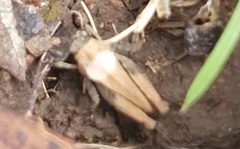 Paratettix argillaceus