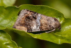 Achaea catella