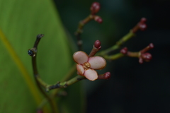 Garcinia amplexicaulis