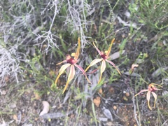 Caladenia longiclavata