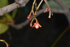 Garcinia amplexicaulis