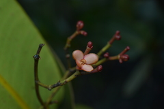 Garcinia amplexicaulis