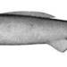 Pseudotriakis - Photo (c) Smithsonian Institution, National Museum of Natural History, Department of Vertebrate Zoology, Division of Fishes, some rights reserved (CC BY-NC-SA)