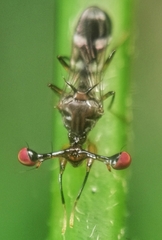 Megalabops quadriguttata