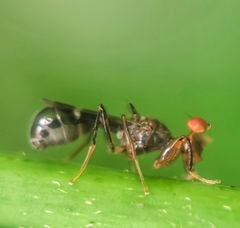 Megalabops quadriguttata