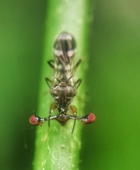 Megalabops quadriguttata